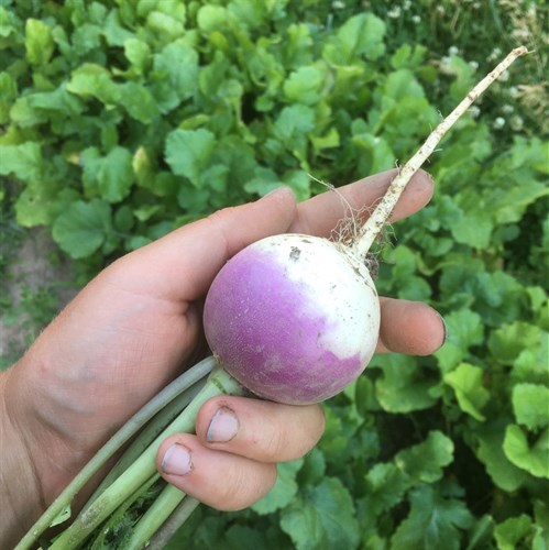 Small Purple Top Turnips