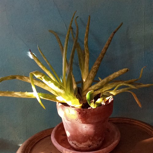 Aloe Plant no pot
