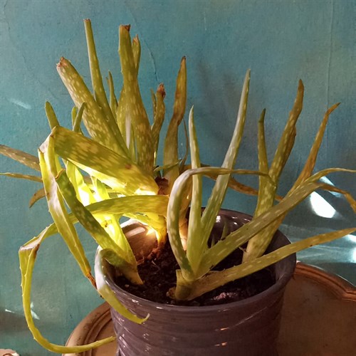 Aloe Plant in pot