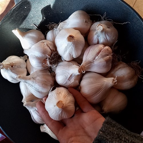 BIG Bag of Garlic
