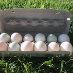 Jumbo Duck Eggs
