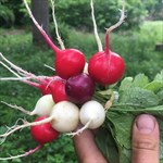 A mix of white, red, and purple round radishes